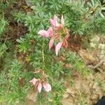 Ononis fruticosa Flower