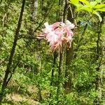 Rhododendron canescens Flower