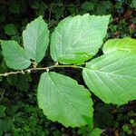 Hamamelis virginiana ഇല