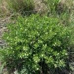 Lithospermum ruderale Floro