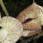 Aristolochia gorgona Altro