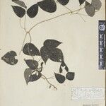 Cochlianthus gracilis Diğer