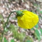 Papaver cambricumKwiat