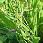 Ophrys apifera Leht