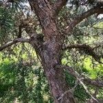 Pinus banksiana Bark