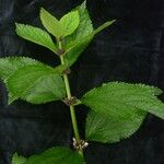 Phlomoides macrophylla