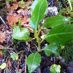 Salix myrtilloides Leaf