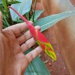 Heliconia rostrata 樹皮