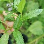 Mentha spicata পাতা