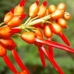 Erythrina globocalyx Vaisius