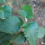 Pericallis appendiculata Leaf