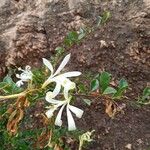 Turraea mombassana Λουλούδι