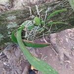 Encyclia cordigera Blad