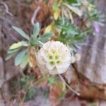 Lomelosia cretica Fruit