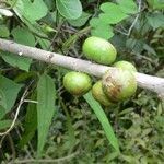Ficus reflexa Fruitua