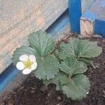 Fragaria chiloensis Листок