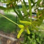 Acacia longifolia Blodyn