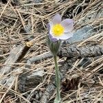 Pulsatilla patens Blüte