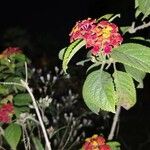 Lantana camaraFiore