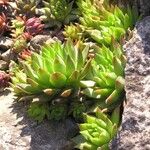 Sempervivum globiferum Leaf