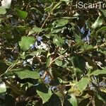 Olea capensis Folha