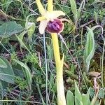 Ophrys sphegodes Flor