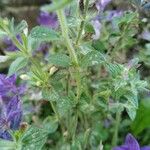 Salvia viridis পাতা