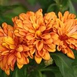 Chrysanthemum indicum 整株植物