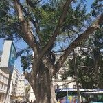 Ficus rubiginosa Hàbitat