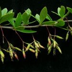 Berberis aristata Habit