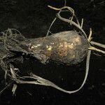 Schoenocaulon officinale Fruto