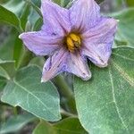 Solanum melongena Bloem