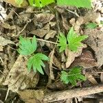 Ranunculus hispidus Leaf