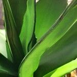 Agave salmiana Sonstige