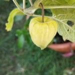 Physalis peruvianaFrugt