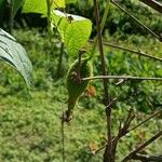 Momordica dioica Fruit