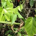 Cissus quadrangularis Leaf
