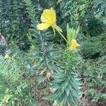 Oenothera biennisFlor