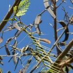 Vachellia campeachiana Fruchs