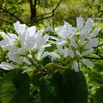 Amelanchier cusickii Flower