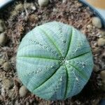 Euphorbia obesa 叶