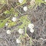 Anaphalis margaritacea Flower