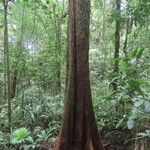 Pouteria reticulata Hábito
