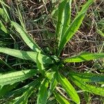 Plantago argenteaBlad