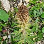 Campanula thyrsoides Цвят