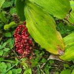 Maianthemum racemosum Ffrwyth