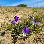 Viola tricolorFlower