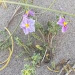 Solanum sinuatirecurvum Hábito