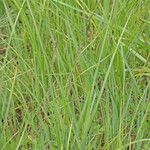 Carex hartmaniorum Habit