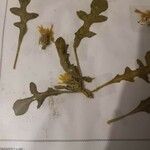 Centaurea involucrata 葉